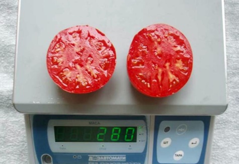 Hmotnost rajčat Bella Rosa