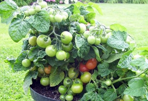 paradajkové kríky Minibel