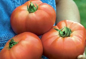 Pomidorų veislės „jautienos rausvasis brendis“ aprašymas ir priežiūra