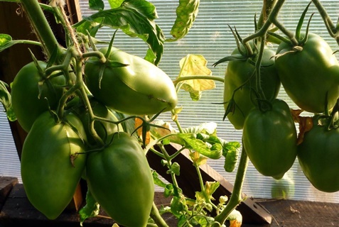 tomaattiprinsessa kasvihuoneessa