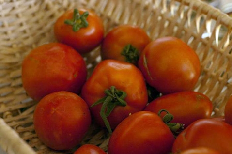 polizać pomidory w koszu