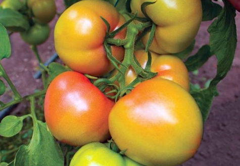 dzelteno tomātu kibo