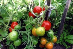 Características y descripción de la variedad de tomate de maduración temprana de Moscú, su rendimiento.