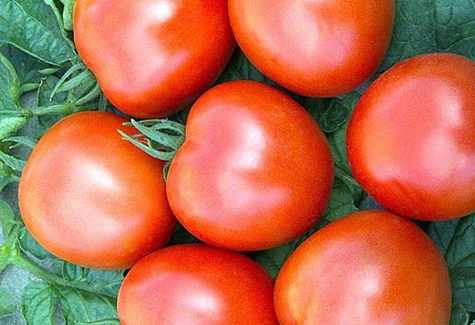 Aussehen der Tomate weit im Norden