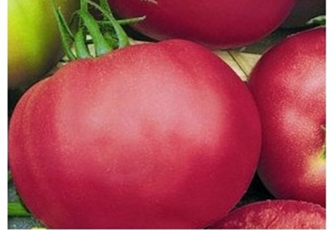 pomidorų rausvos spalvos gelio išvaizda