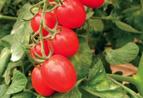 utseendet på tomat Katenka