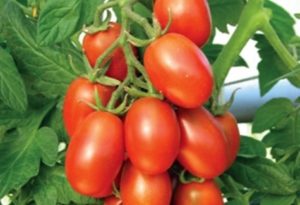 Description et caractéristiques de la variété de tomate Katenka F1