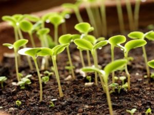 Cómo germinar adecuadamente las semillas de tomate antes de plantar.