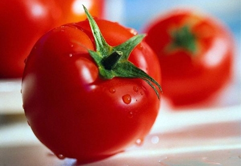 pomidorų derlius la la fa