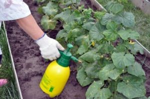 Jaká hnojiva a jak provádět listové krmení okurek