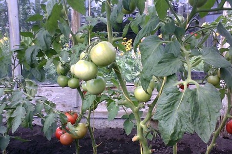 tomatbuskar potbelly