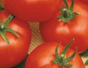 Descripción de la variedad de tomate Iceberg y sus características