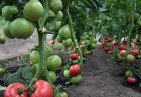 pomidor kibo w ogrodzie