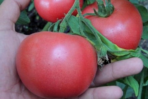 rosa gel tomater i det öppna fältet