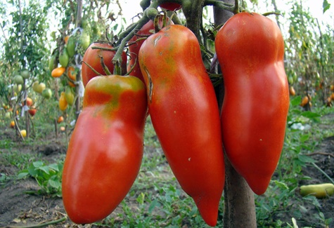tomat Scarlet mustang i det öppna fältet
