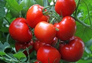 Beskrivelse og egenskaber ved tomat Snowman f1