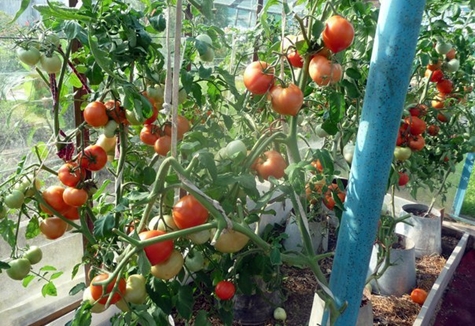 tomat skörd