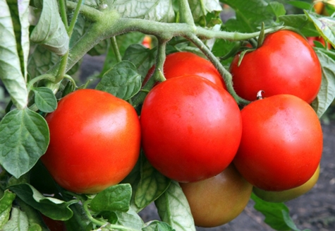 paradajka Snehuliak f1 v záhrade