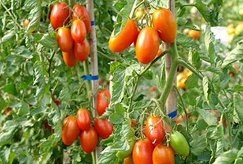 tomato marusia in the garden