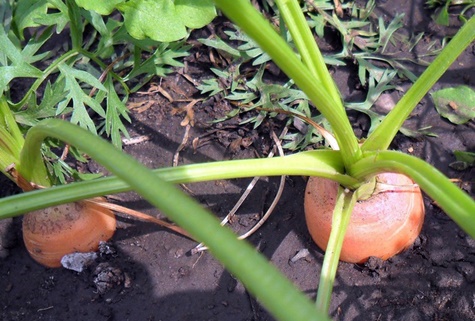 carottes dans le jardin