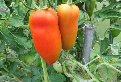 rajče v zahradě