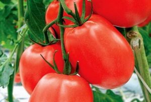 Kenmerken en beschrijving van het tomatenras Benito