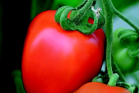 benito tomaat