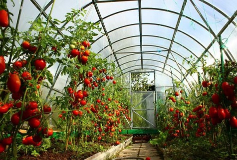 greenhouse vegetables