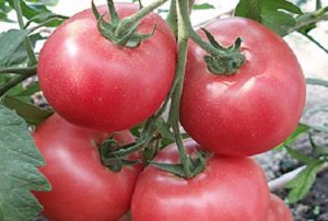 Betalux domates çeşidinin özellikleri ve açıklaması