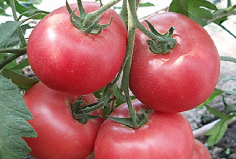 ružové paradajky