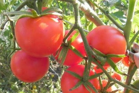 rama de tomate