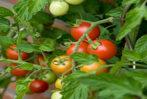 pomidorai krūmuose