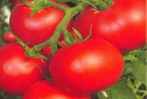 päť paradajok