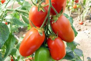 Características y descripción de la variedad de tomate Ladies 'saint