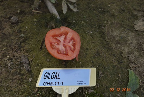 štruktúra paradajok