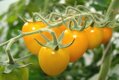 tomater på stjälkar
