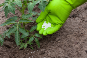 Hvilken gødning og hvornår man skal bruge til fodring af tomater i et drivhus