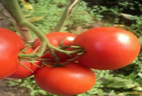deasupra tomatei