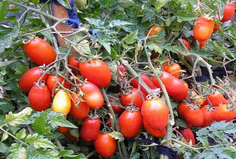 tomato Kibitz