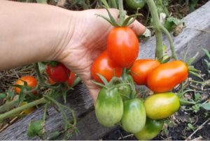 Beskrivning och egenskaper hos Kibitz-tomatsorten