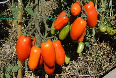 tomate precoce