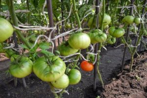 Pomidorų veislės Kubyshka produktyvumas, savybės ir aprašymas