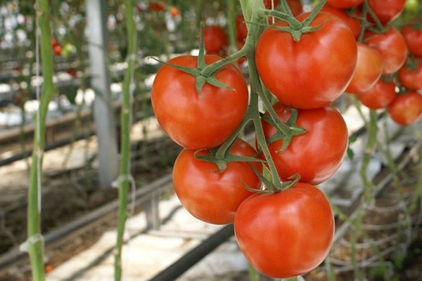 paradajka v polovici sezóny