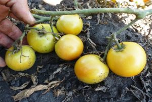 Eigenschaften und Beschreibung der Tomatensorte Long Keeper, deren Ertrag