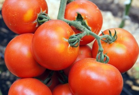 pomidorų Martha F1 sode