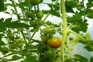 Descrierea și caracteristicile soiului de tomate Lazy Dream
