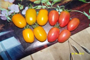 Characteristics and description of the tomato variety Honey Candy