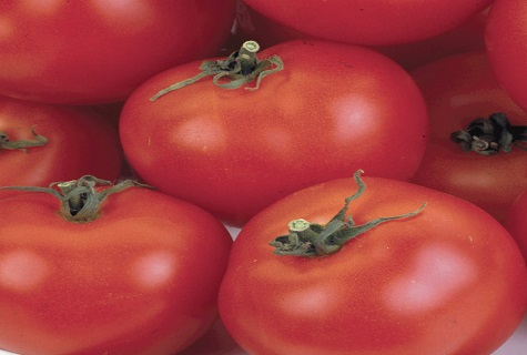 veľa paradajok
