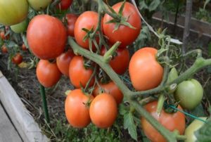Nikola-tomaattilajikkeen ominaisuudet ja kuvaus, sato