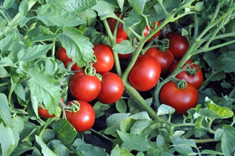 tomat Catherine i trädgården
